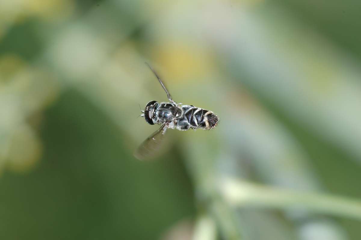 Sirfide Eumerus sp. 